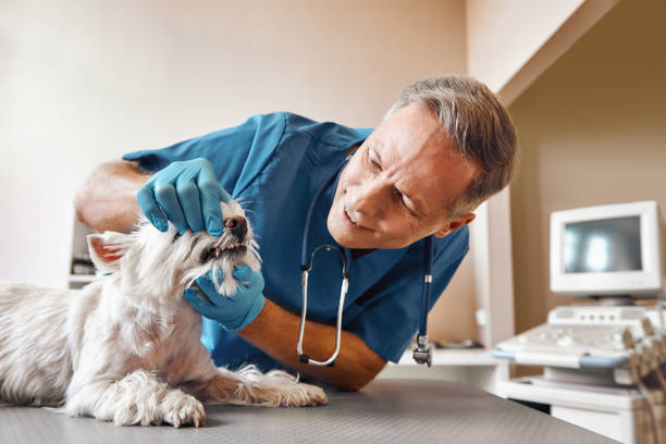 Best Pediatric Emergency Dentist in Halifax, VA